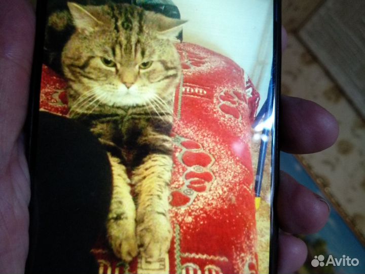 Молодой кот