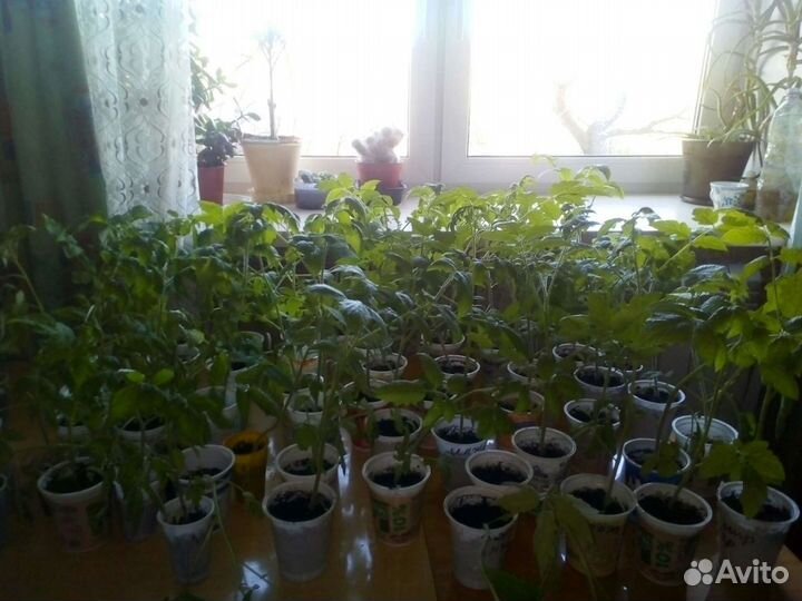 Рассада помидоры, перцы, петунии