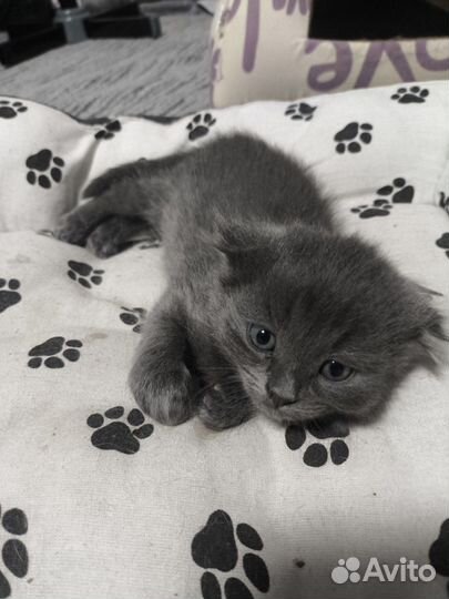 Кошечка в добрые руки