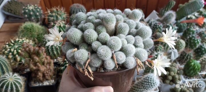 Кактус Sulcorebutia Sunrise