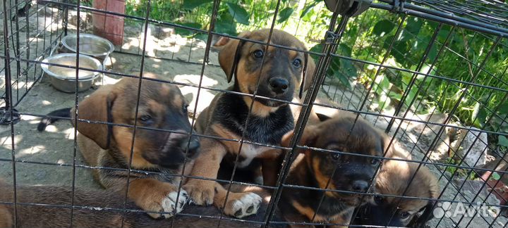 Собаки щенки таксы