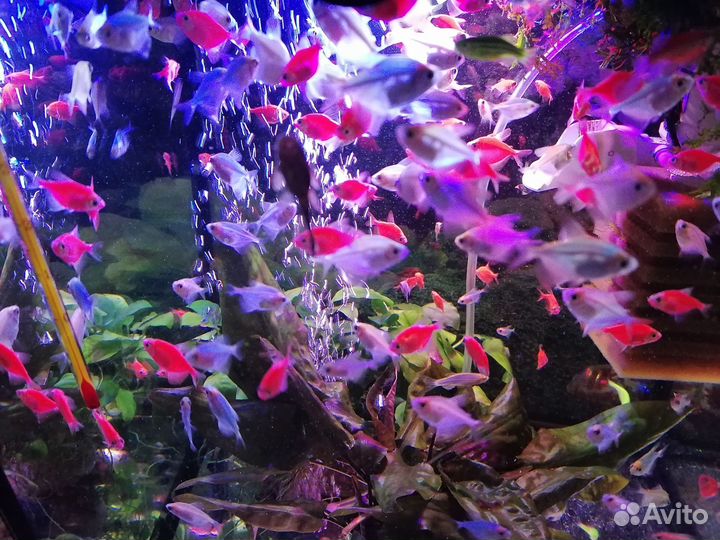 Аквариумные рыбки