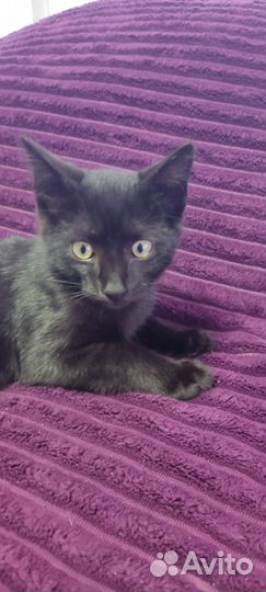 Кошки в добрые руки даром