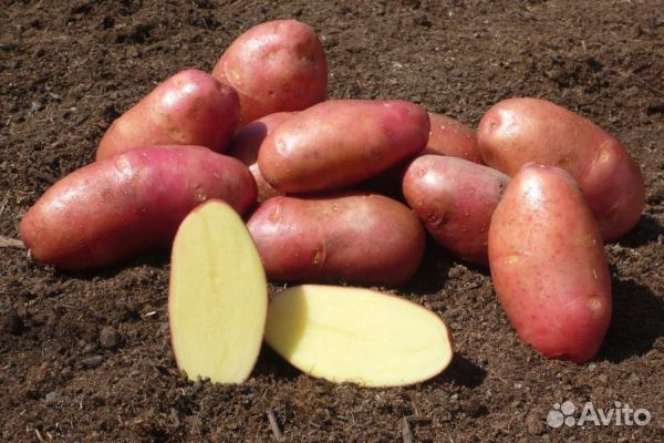 Продам картофель