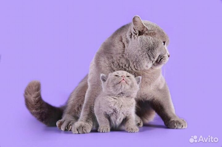 Британская