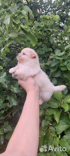 Кремовый малыш