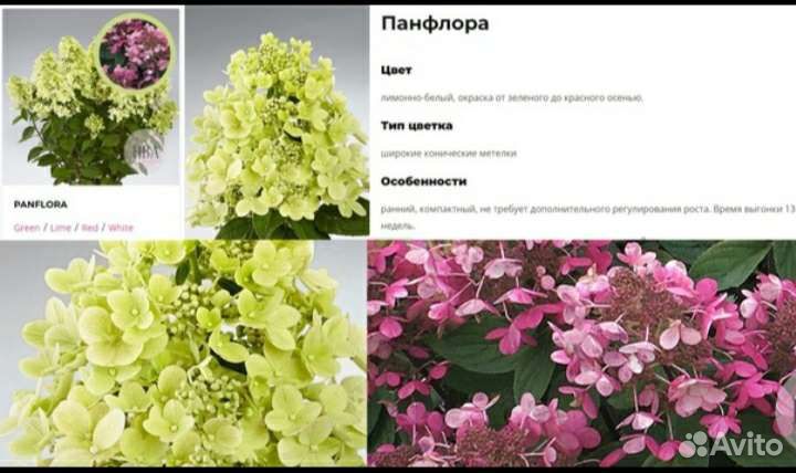 Гортензия новинки серии PAN