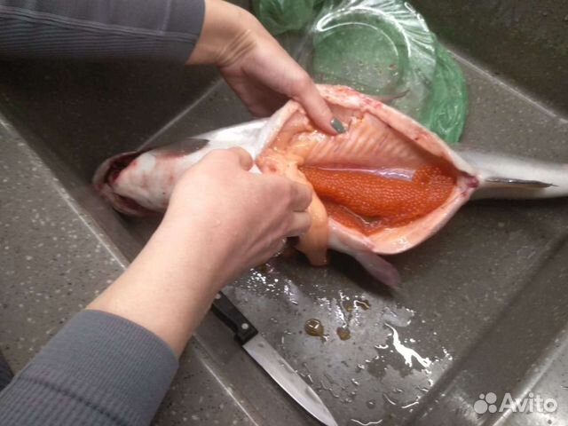 Форель охлажденная оптом