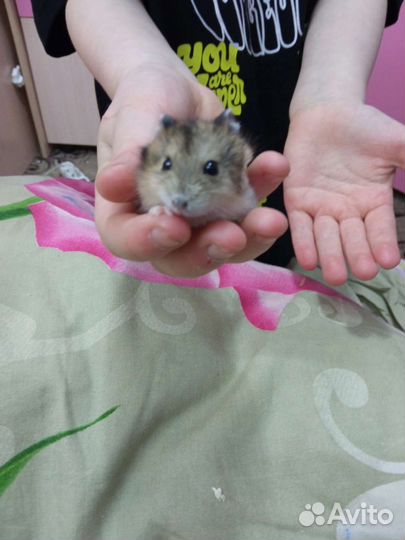 Джунгарики девочки и мальчики