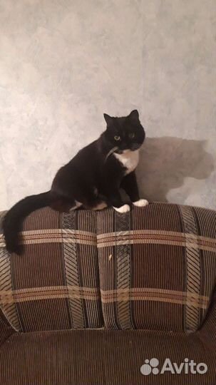 Передержка животных