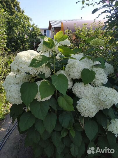 Гортензия древовидная Аннабель