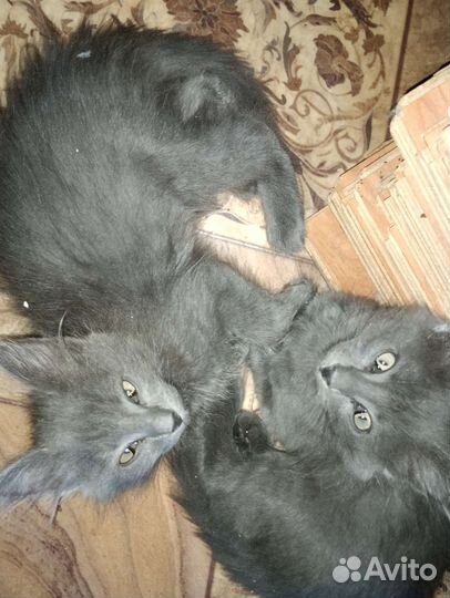 Серенькие, похожи на Русскую голубую