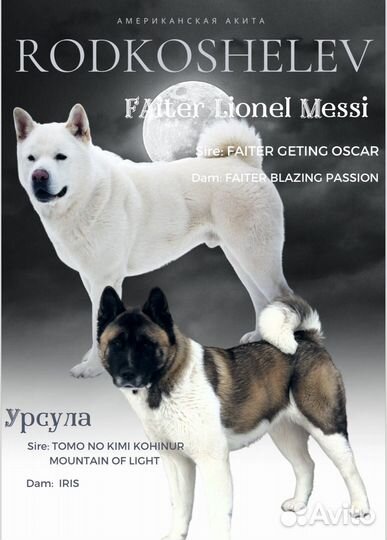 Щенки американской акиты