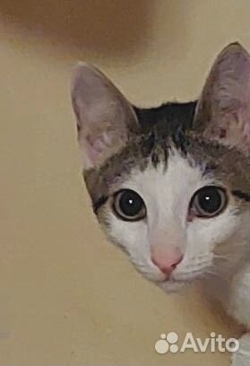 Кошечка (пока бояка)