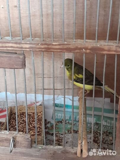 Канарейки молодежь