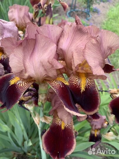 Ирис бородатый