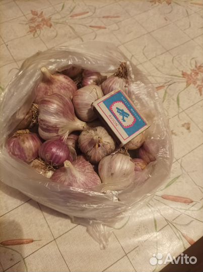 Чеснок