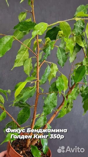 Фикусы большие редкие