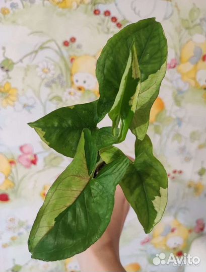 Сингониумы сортовые