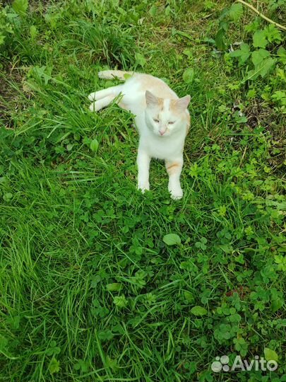 Котик ищет дом