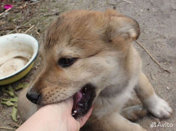 Щенок в добрые руки