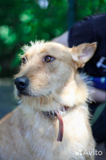 Вуди наш новенький,молоденький,пока испуганный