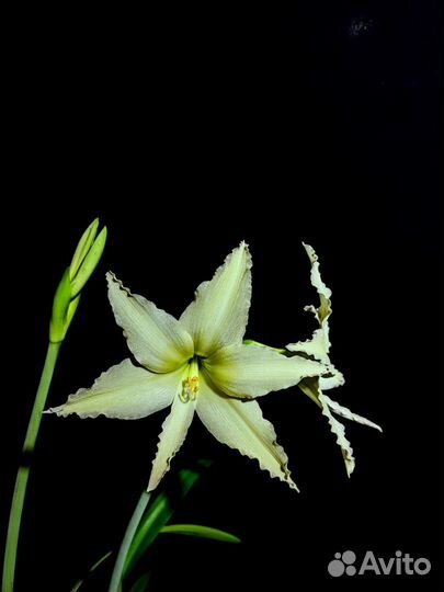 Видовой гиппеаструм Эванси