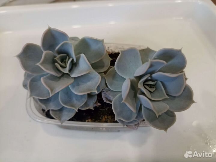 Суккуленты эхеверия