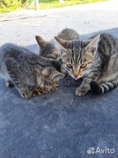 Котята в добрые руки бесплатно