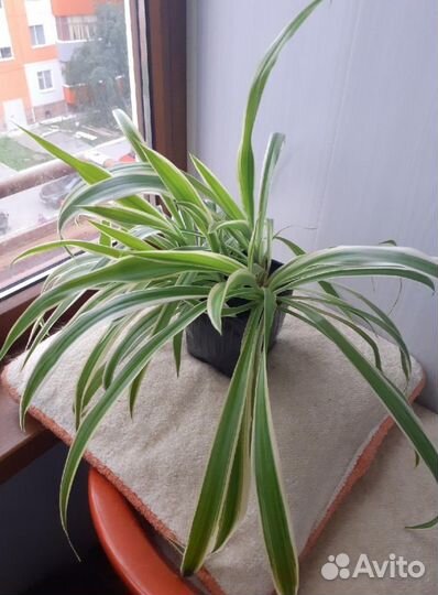 Замиокулькас +