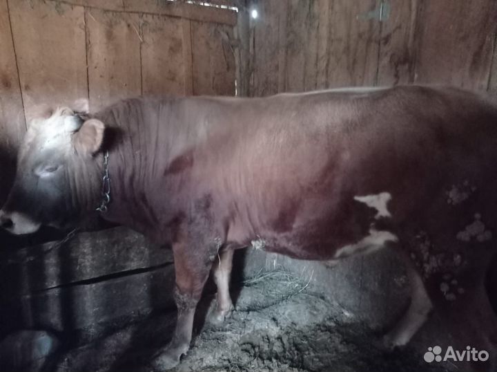 Продам быков