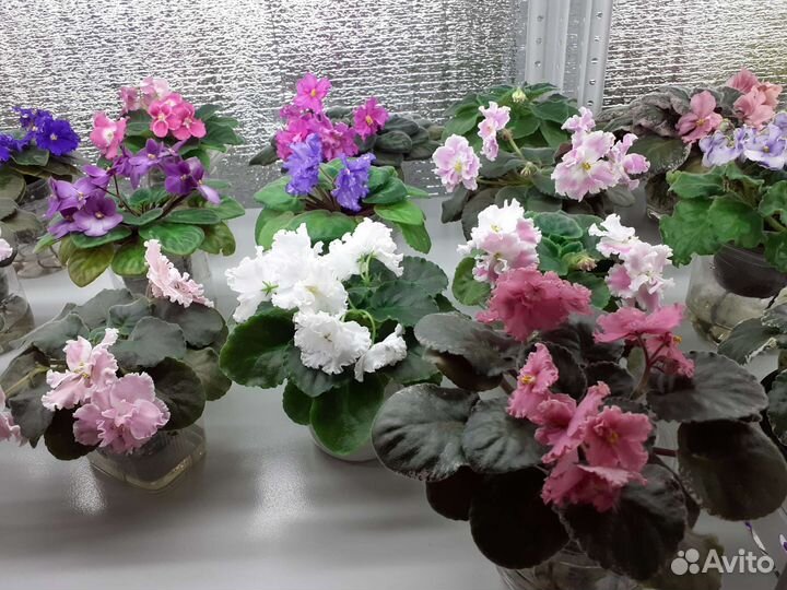 Цветущие фиалки