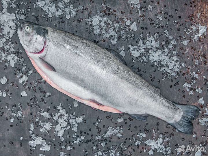 Форель свежемороженная