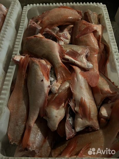 Окунь с/м 800+