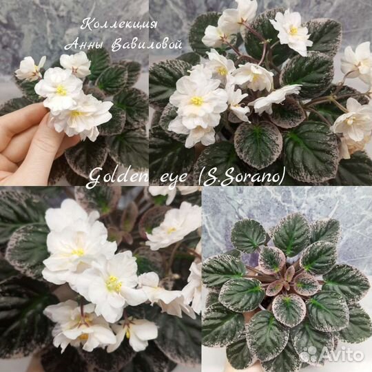 Набор деток сортовых фиалок