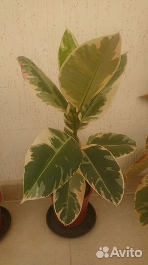 Фикус каучуконосный (эластика)