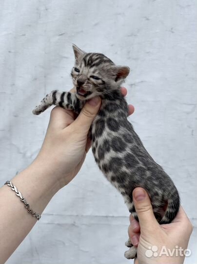 Бенгальские Серебро в Разведение