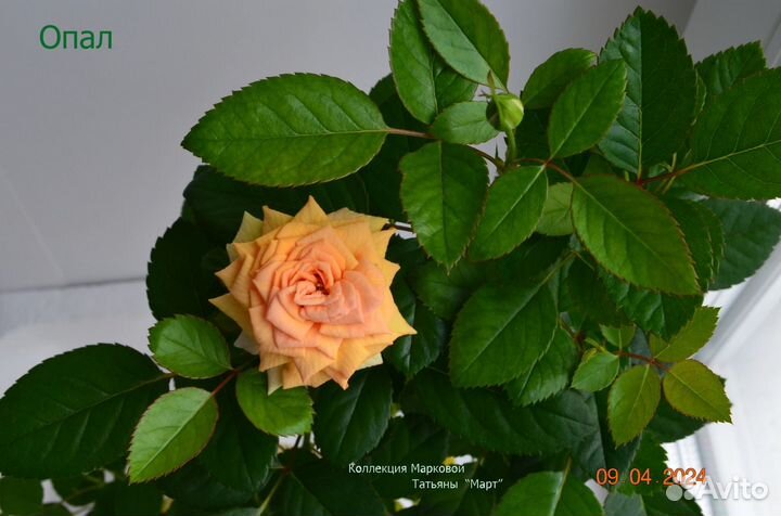 Роза комнатная