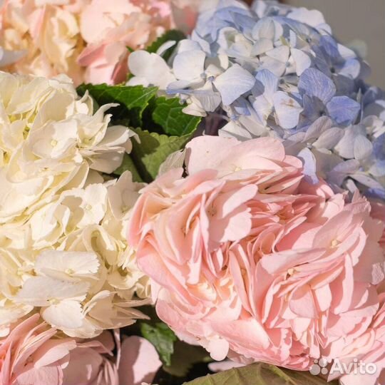 Букет Москва гортензия микс 15 шт