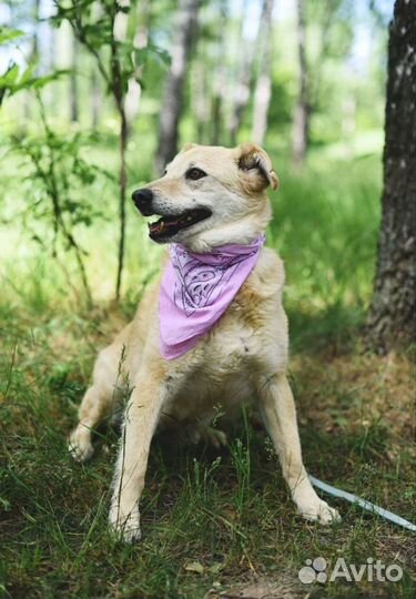 Добрая, нежная собака в заботливые руки