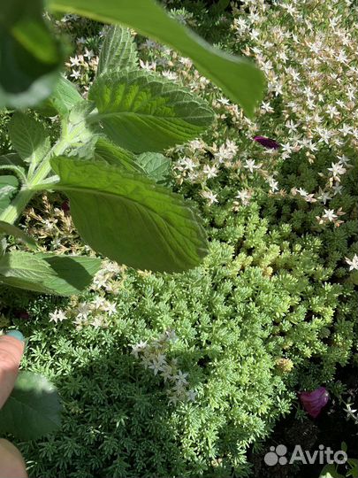 Многолетние садовые цветы