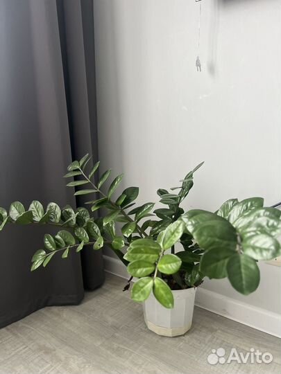 Замиокулькас цветущий, долларовое дерево