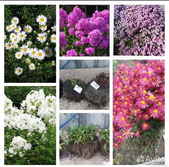 Многолетние цветы садовые