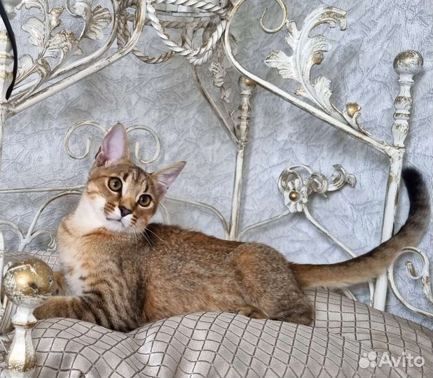 Каракет - редчайшая порода кошек