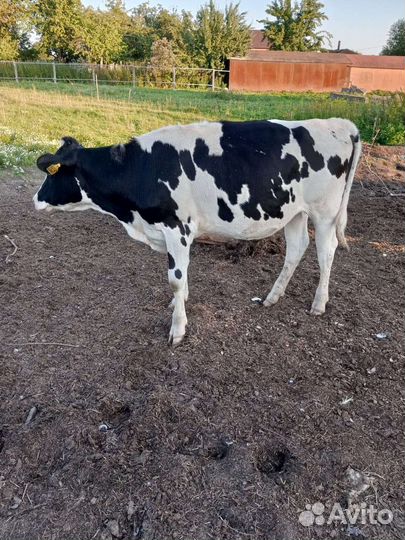 Быки и тёлки