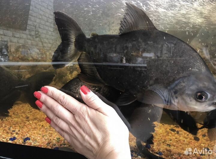 Пиранья паку