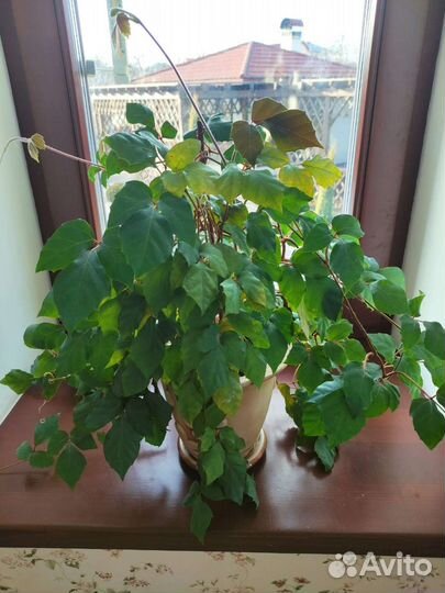 Циссус (березка) и хойя