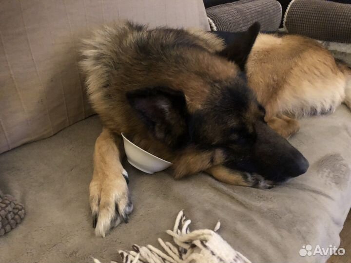 Собачий пух. И Овечья шерсть. Кардочёс