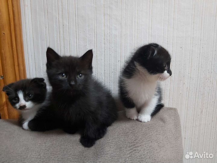 Котики ищут Дом
