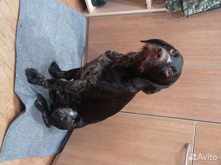 Дратхаар вязка